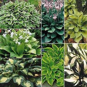Spring Hill Hosta Lovers Mixed Variety Plants   Set of 5 