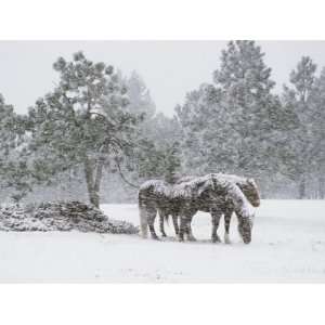  Horses in a Snowstorm, Colorado, United States of America 