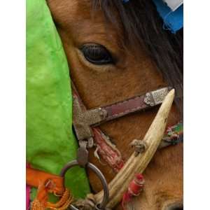  Horse at the Horse Racing Festival, Zhongdian, Deqin 