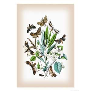 Moths Pterostoma Palpina, Statalia Argentina Giclee Poster Print by 