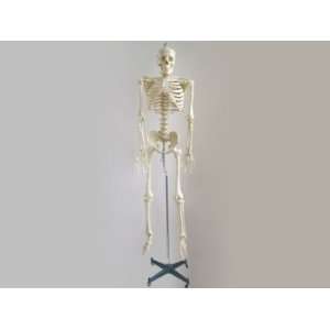  Human Skeleton Model   Lifesize Version with Flexible 