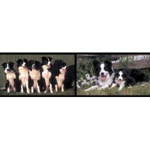Border Collie Dogs Mural Style Wallpaper Border Border Collie Dogs 