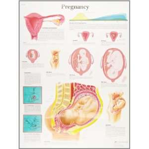 3B Scientific VR1554UU Glossy Paper Pregnancy Anatomical Chart, Poster 