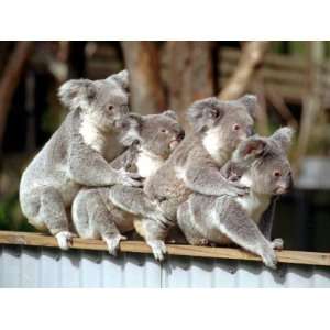  Four Australian Koalas are Shown on a Fence at Dreamworld 