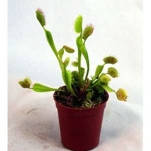  Venus Flytrap Carnivorous Plant 3 Inch Pot