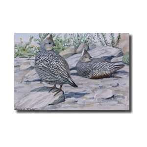  Scaled Quail And A Chestnutbellied Scaled Quail Giclee 