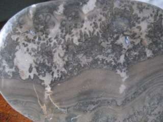 Cotham Marble   Fossil Stromatolite Slice   Cut and Polished 