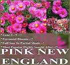   NEW ENGLAND Flower Seeds PERENNIAL ~ variation rosy lilac ZONE 3   9