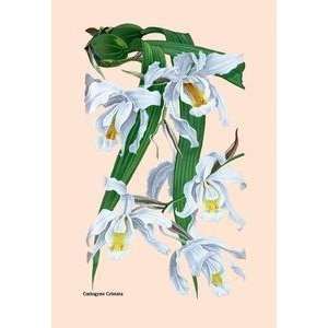 Vintage Art Orchid Coelogyne Cristata   07941 x 