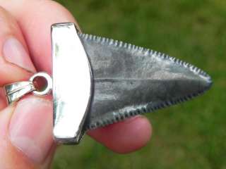 SILVER Capped Fossil Great White Shark Tooth KILLER   