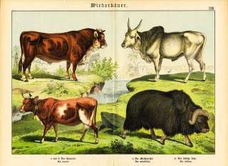   Prints RUMINANT DOMESTIC COW BULL MUSKOX ZEBU Schubert 1878  