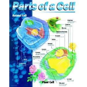  CHART PARTS OF A CELL 22 X 28 Toys & Games