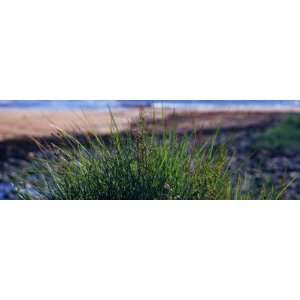  Close Up of Grass, Iceland by Panoramic Images , 20x60 