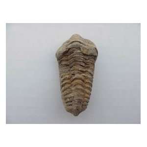  Mud Bugs (trilobites) 60 70 mm Morocco 
