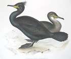 GOULD Bird PRINT,Shag or Green Cormorant,15x2​2