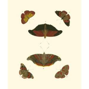  Cramer Butterfly Study III   Poster by Pieter Cramer (7x9 