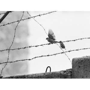  Sparrow Landing on Barbed Wire Atop the Berlin Wall 