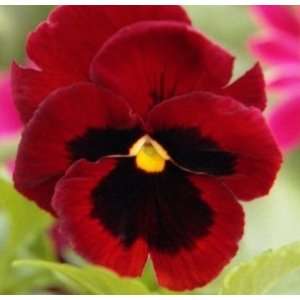    Mistress Mauve Pansy Flower Seed Pack NEW Patio, Lawn & Garden