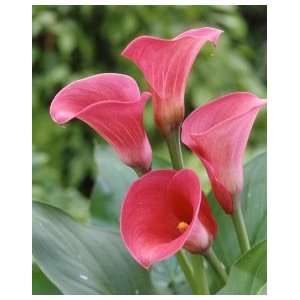  Dutch Calla Captain Romance 20 22 cm. 25 pack Patio, Lawn 