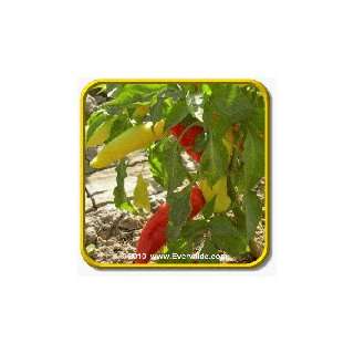  1 Lb Hot Pepper Seeds   Hungarian Wax Hot Bulk Vegetable 