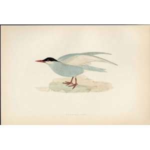   Birds Antique Print Hand Colored Whiskered Tern