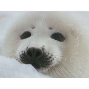  A Close View of the Face of a Juvenile Harp Seal Premium 