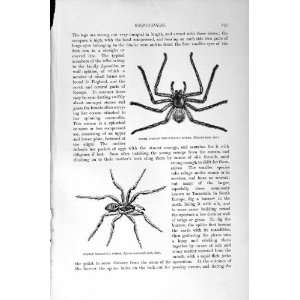 NATURAL HISTORY 1896 AFRICAN WEB SPIDER TARANTULA