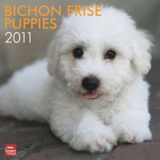  Bichon Frise Puppies 2011 Square 12X12 Wall (9781421662589 