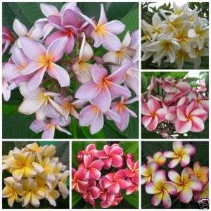 100 MIXED PLUMERIA SEEDS FRESH RARE PLANT LOW COST  