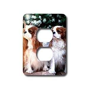  Dogs Cavalier King Charles Spaniel   Two Blenheim Cavalier King 