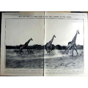   1922 WILD GIRAFFES AFRICA DARNLEY TEMPLE NEWSAM RIYADH