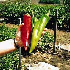  Big Chile Pepper Plant Patio, Lawn & Garden