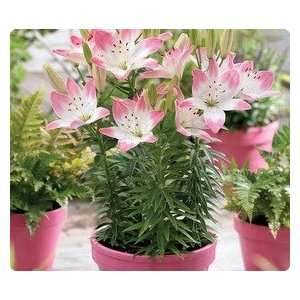  Asiatic Lily Sugar Love 10 bulbs Patio, Lawn & Garden