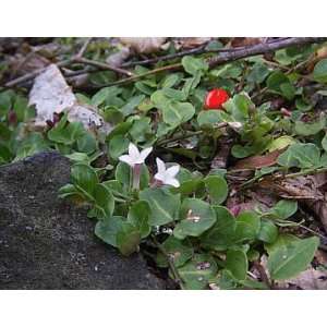  Partridge Berry/Red Berry (Mitehella repens) 10 starter plants 