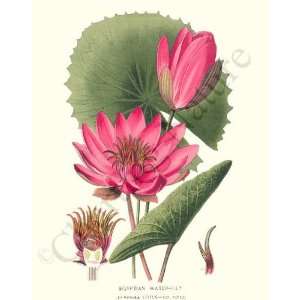  Botanical Flower Print Egyptian Water Lily   Nymphaea 