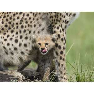   Old Cub Peeking Out from Mother, Maasai Mara Reserve, Kenya