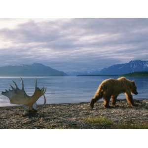  A Grizzly Ambles Past the Weathered Antlers of a Moose on 