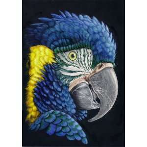  Blue Macaw Cross Stitch Chart Arts, Crafts & Sewing
