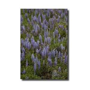 Lupine Flowers Andes Mountains Giclee Print