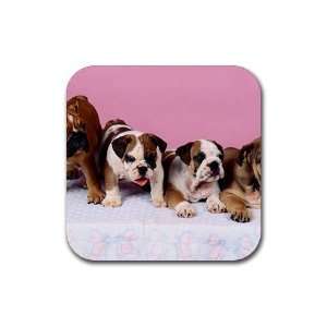 Cute English bulldog puppies Rubber Square Coaster set (4 pack) Great 