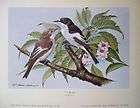 Pied Flycatcher 1978 Vintage bird poster print   Basil Ede 29cm x 38cm