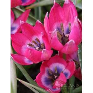  Little Beauty Botanical Tulip   10 bulbs Patio, Lawn 