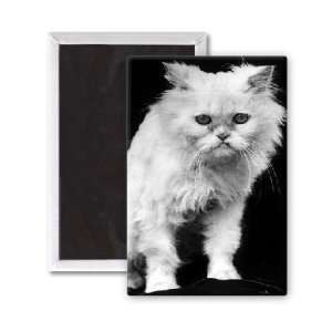  Angry cat   3x2 inch Fridge Magnet   large magnetic button 