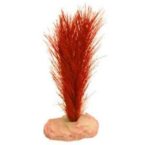    Top Quality Plant   Soft Foxtail Mini Flame Red