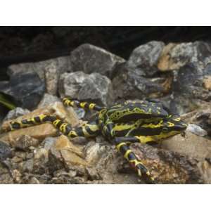  A live male harlequin frog mating with a dead female Animal 