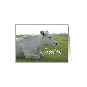  Greetings Albino Cow Animal Nature Farm Animal Card 