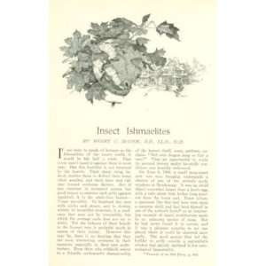  1908 Insects Hornets Vespa Maculata illustrated 