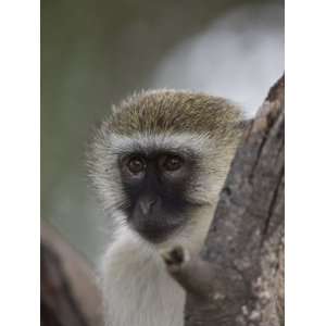  Black Faced Vervet Monkey Perched in a Tree, Mombo 