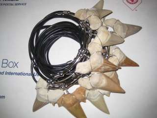 Shark Tooth approximately 2  and Necklace 19  on Metal Black Cord