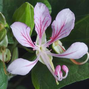 Bauhinia Yunnanensis Corymbosa Orchid Vine 10 Seeds  